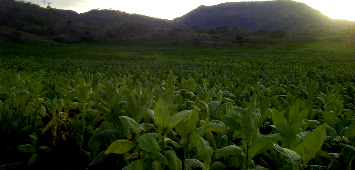 Lovo Cigars Tobacco Field